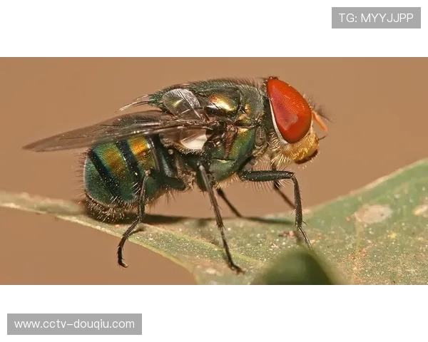 石铭：医学知识助力科学训练与伤病预防